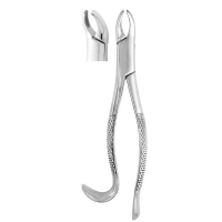 Extracting Forceps #24