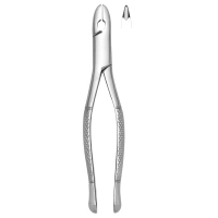 Extracting Forceps #99C