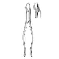 Extracting Forceps #10S